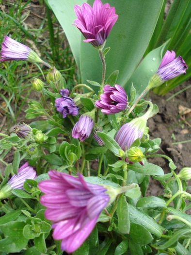 African Daisy Astra Violet (2010, Apr.15) - Osteo Astra Violet