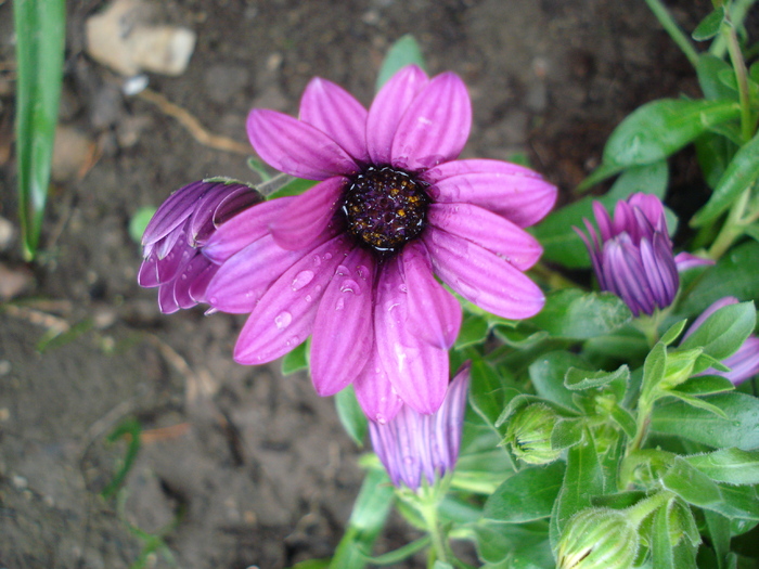 African Daisy Astra Violet (2010, Apr.15) - Osteo Astra Violet