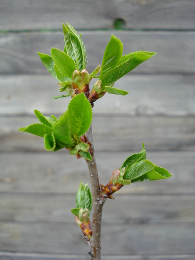 Sour Cherry Tree_Visin (2010, April 25)