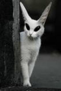 Pisica extraterestra! - poze super ultra mega INCREDIBIL DE haioase