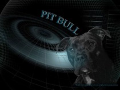 Pitbull