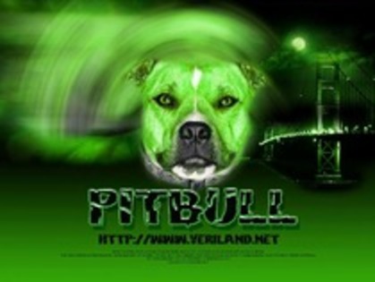 JBZHZTAPSTBRIMIVUCA - Pitbull Wallpaper