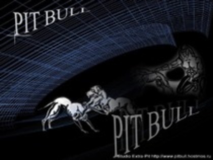 Pitbull - Pitbull Wallpaper