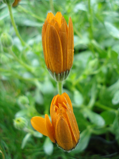 Daisy Orange Dream (2010, April 15) - Osteo Orange Dream