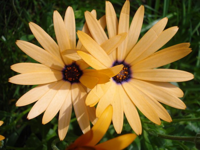 Daisy Orange Dream (2010, April 16)