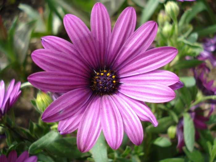 African Daisy Astra Violet (2010, Apr.16) - Osteo Astra Violet