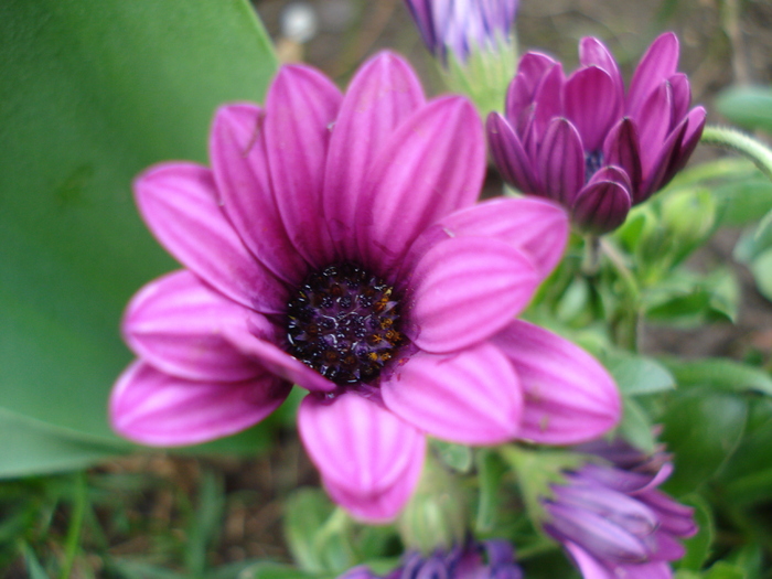 African Daisy Astra Violet (2010, Apr.16) - Osteo Astra Violet