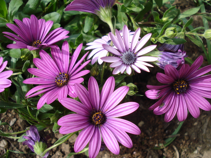 African Daisy Astra Violet (2010, Apr.16)