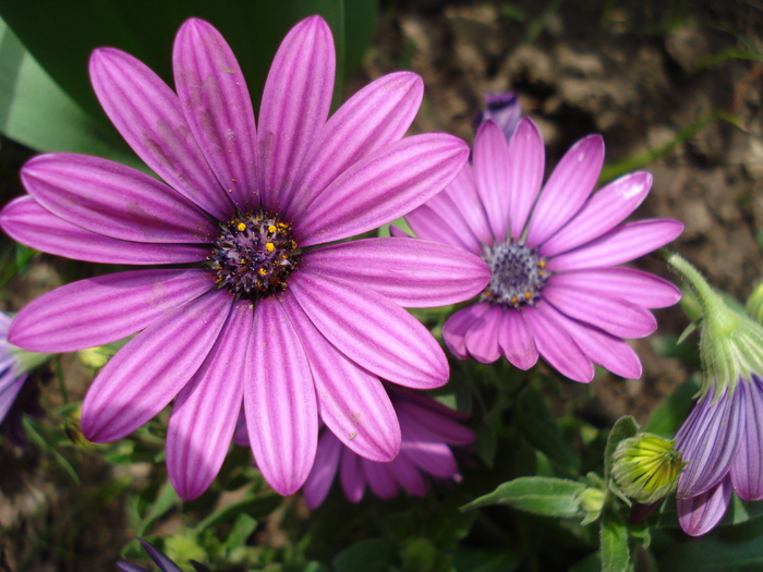 African Daisy Astra Violet (2010, Apr.16) - Osteo Astra Violet