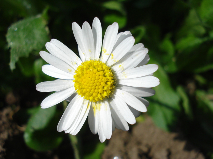 Bellis perennis (2010, April 14) Bellis perennis (2010, April 14)