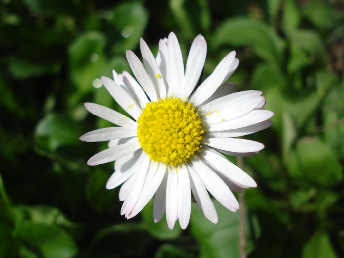 Bellis perennis (2010, April 14) Bellis perennis (2010, April 14)