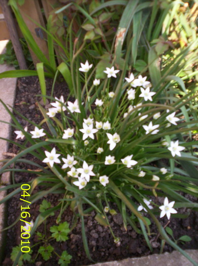 smocuri de stelute - flori de primavara 2010