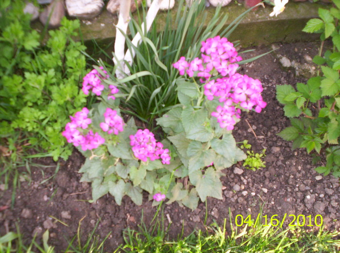 Lunaria - flori de primavara 2010