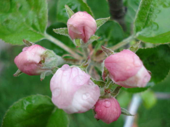 Apple Blossom_Flori mar (2010, April 15)