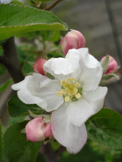 Apple Blossom_Flori mar (2010, April 15)