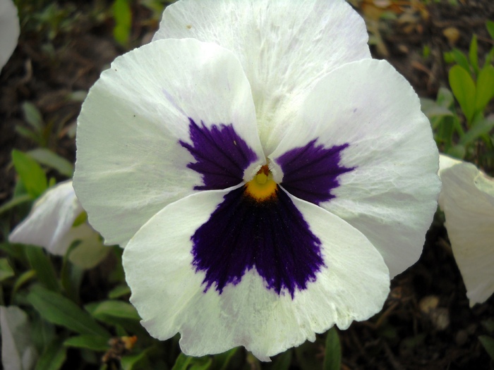 Picture 052 - flori dragutze 2010