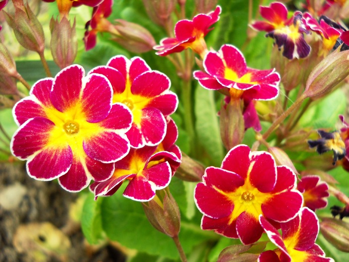 Picture 055 - flori dragutze 2010