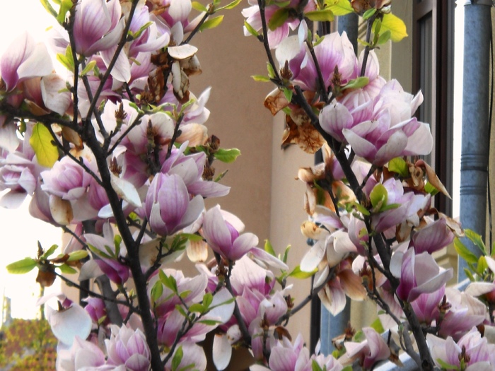 Picture 088 - flori dragutze 2010