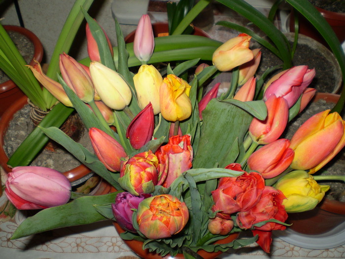 Lalele de la Vio-15apr2010