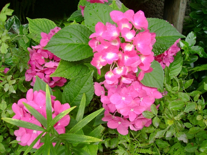Hidragea rose - Gradina de flori 2008