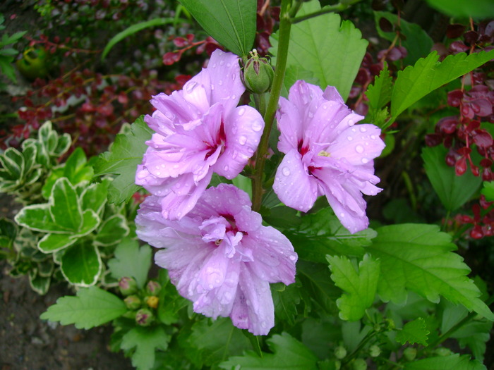 Hibiscus Syriacus flower double - Gradina de flori 2008