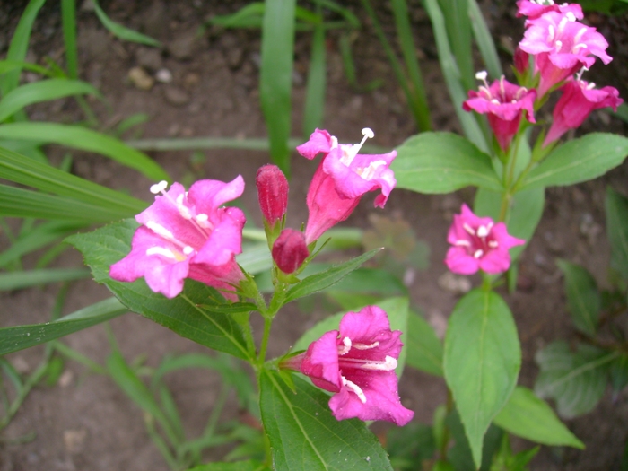 Weigela - Gradina de flori 2008