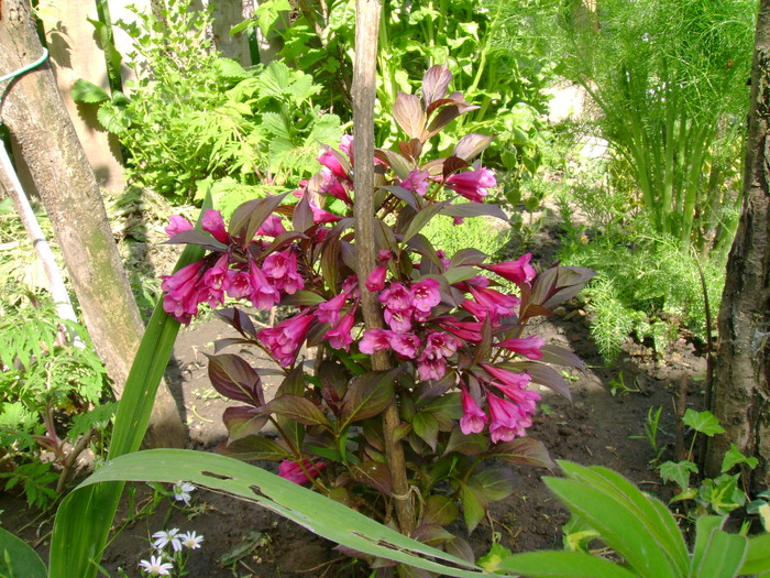Weigela - Gradina de flori 2008