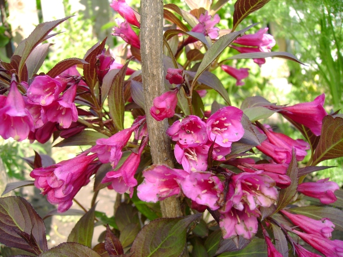 Weigela red king