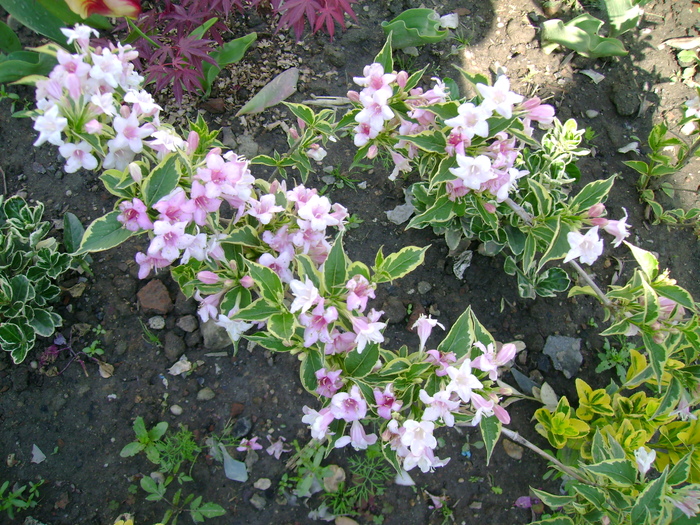 weigela variegata