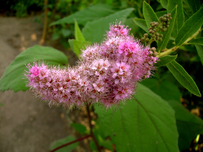 Spiraea - Gradina de flori 2008