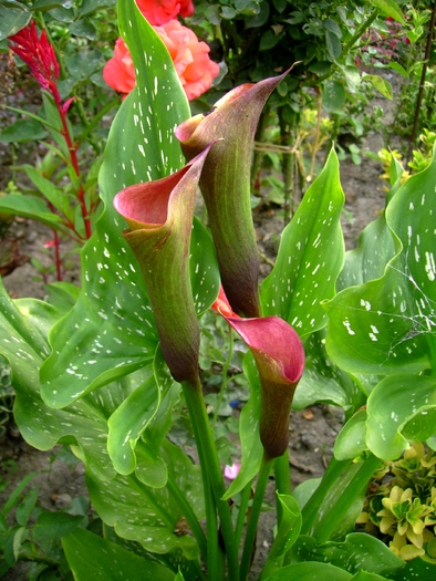 Calla Zantedeschia