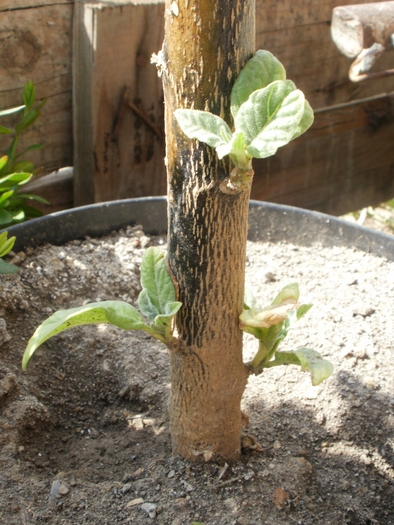 Datura - Gradina de flori 2008