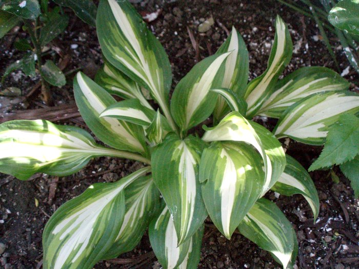 Hosta variegata