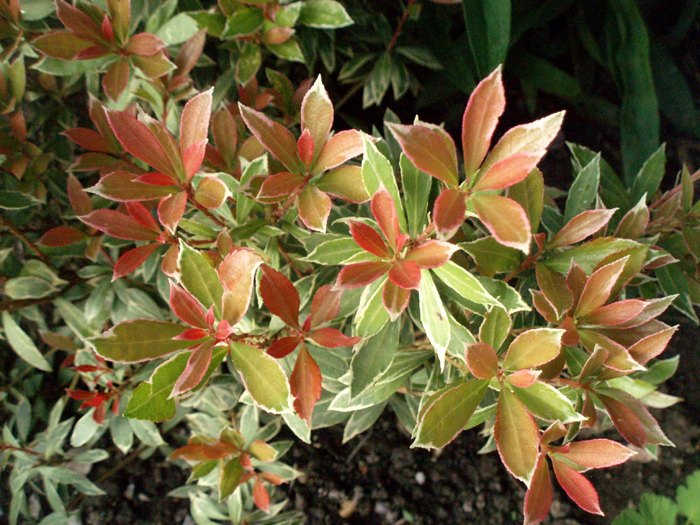 Pieris Japonica