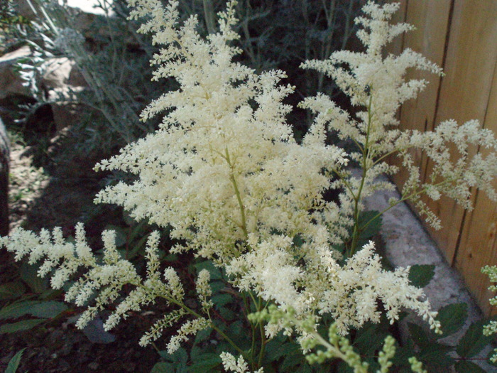 Astilbe - Gradina de flori 2008