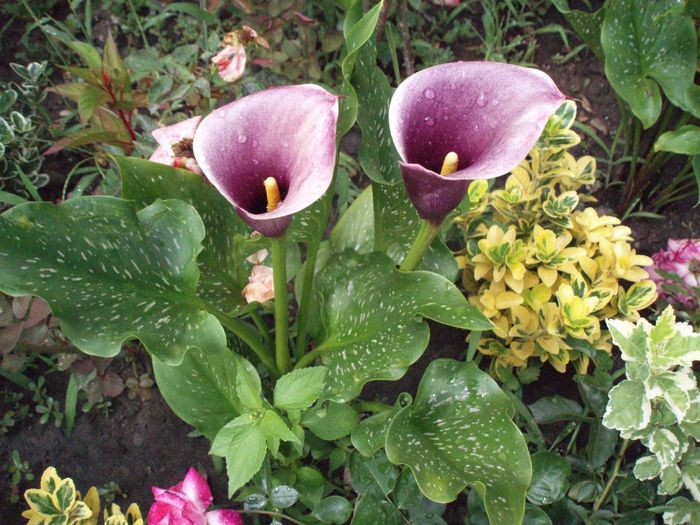 Calla zantedeschia - Gradina de flori 2008