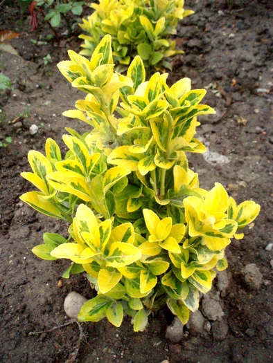 Euonium aurea - Gradina de flori 2008