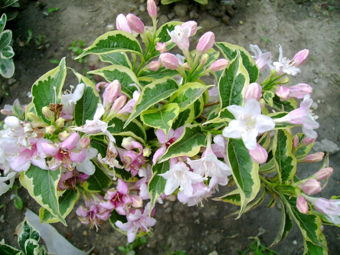 Weigela variegata1 - Gradina de flori 2008
