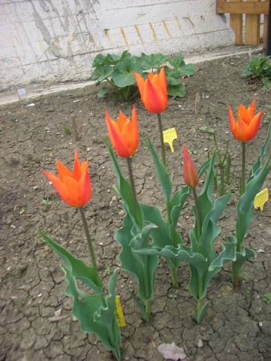 tulipa ballerina - primavara 2010