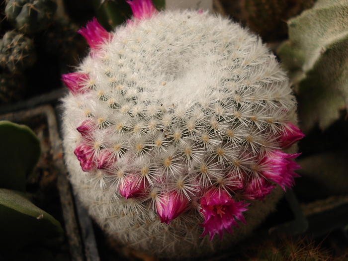 DSC07377 - Cactusi