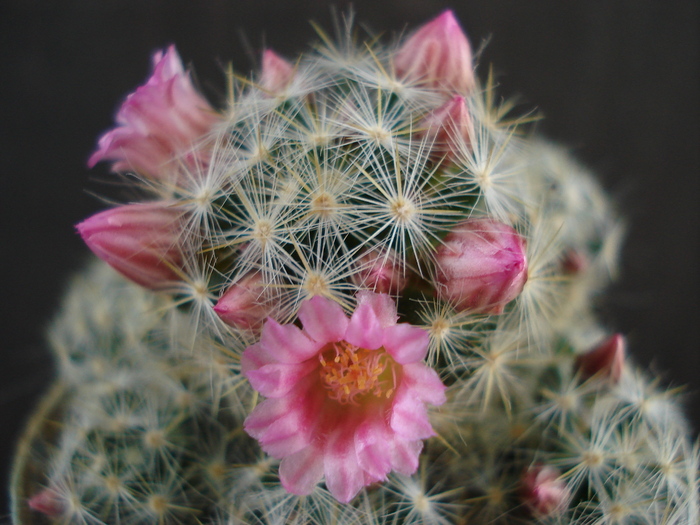 DSC07409 - Cactusi