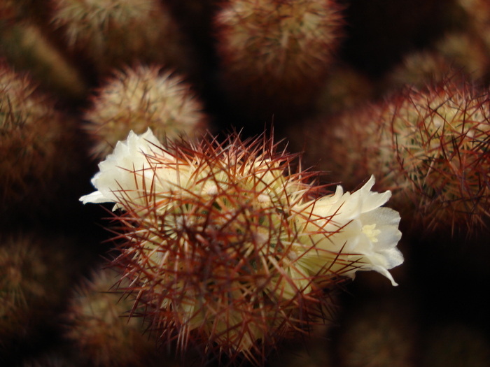 DSC07425 - Cactusi