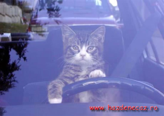 Am permis .. - funny cats