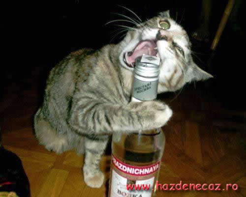 Da` si cand o deschid .. - funny cats