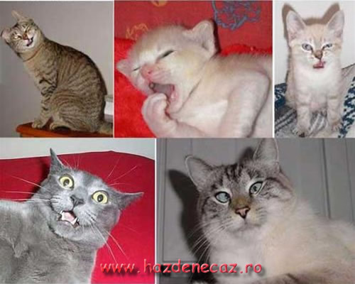 Familia mea - funny cats