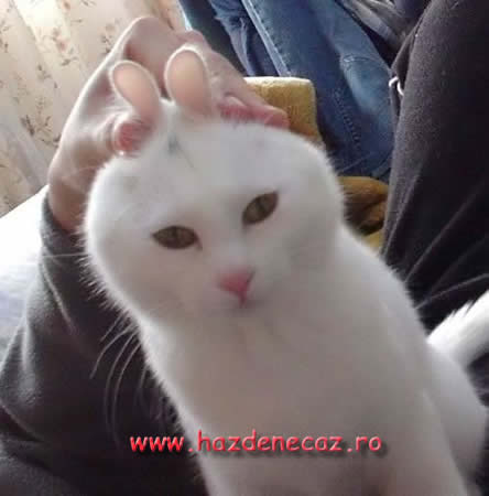 Nu sunt iepure ! - funny cats