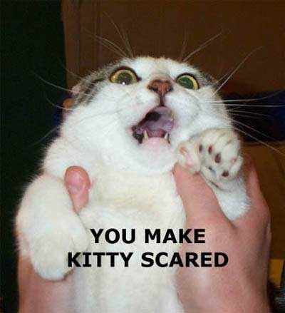 scaredkitty - funny cats