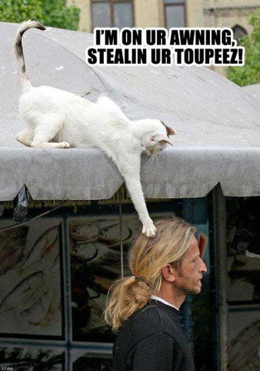 toupee - funny cats