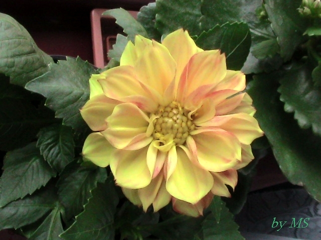 17.04.10 - DAHLIA-10