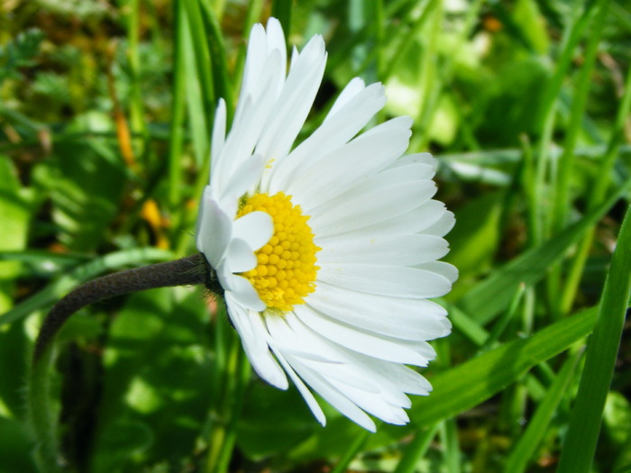 DSCF3272 - Flowers